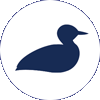 Common loon icon