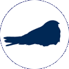 Common nighthawk icon