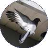 Pigeon thumbnail