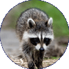 Raccoon thumbnail