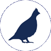 Sharp-tailed grouse icon