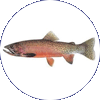 Westslope cutthroat icon