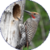 Woodpecker thumbnail
